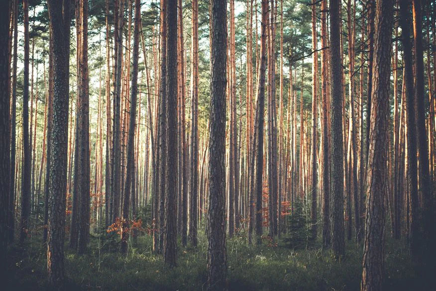 Sustainable plantation containing pine trees